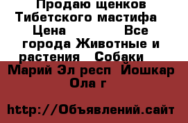 Продаю щенков Тибетского мастифа › Цена ­ 45 000 - Все города Животные и растения » Собаки   . Марий Эл респ.,Йошкар-Ола г.